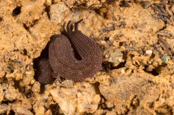 Media type: image;   Invertebrate Zoology 143930